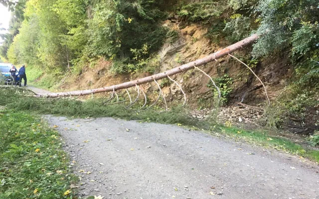 Baum auf Fahrbahn