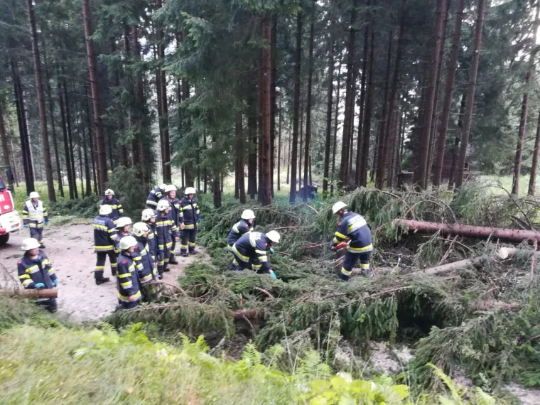 Baum auf Fahrbahn 10