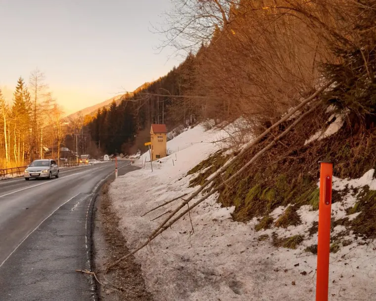 Baum auf Fahrbahn 1