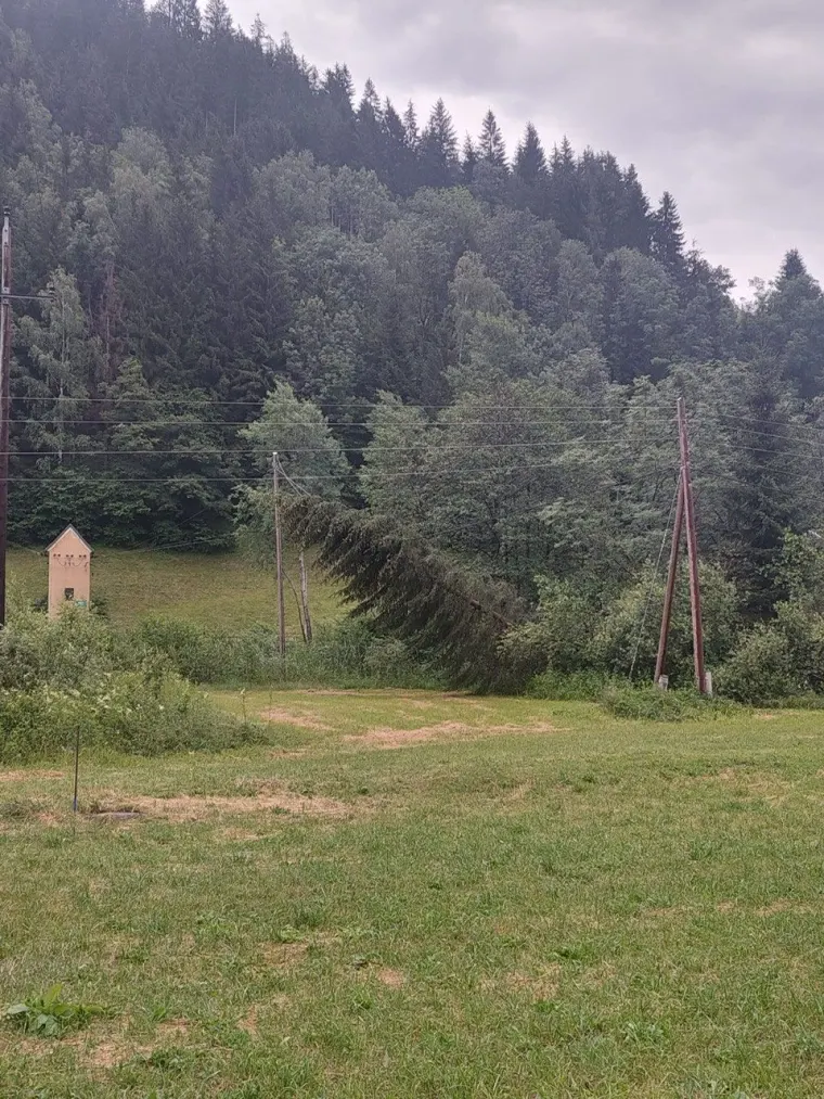 Baum auf Fahrbahn 5