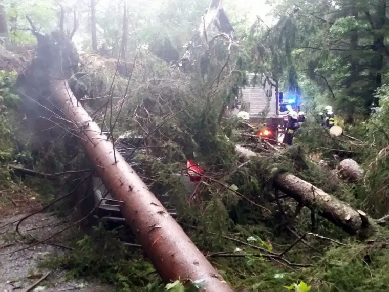 Baum auf Fahrbahn 6
