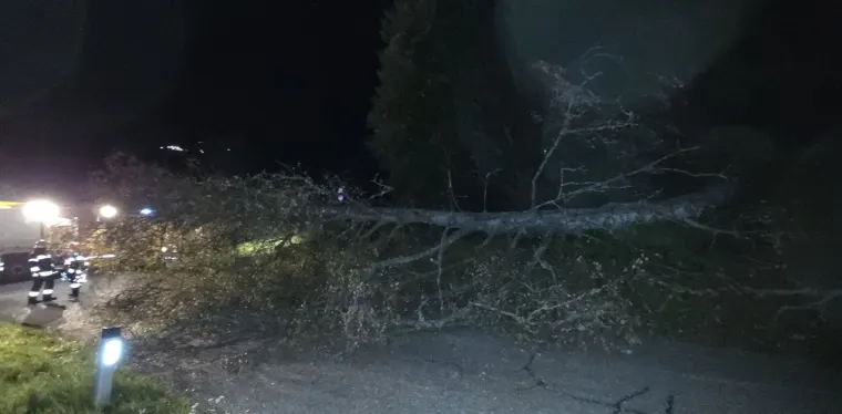 Baum auf Fahrbahn 1
