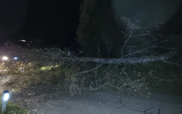 Baum auf Fahrbahn