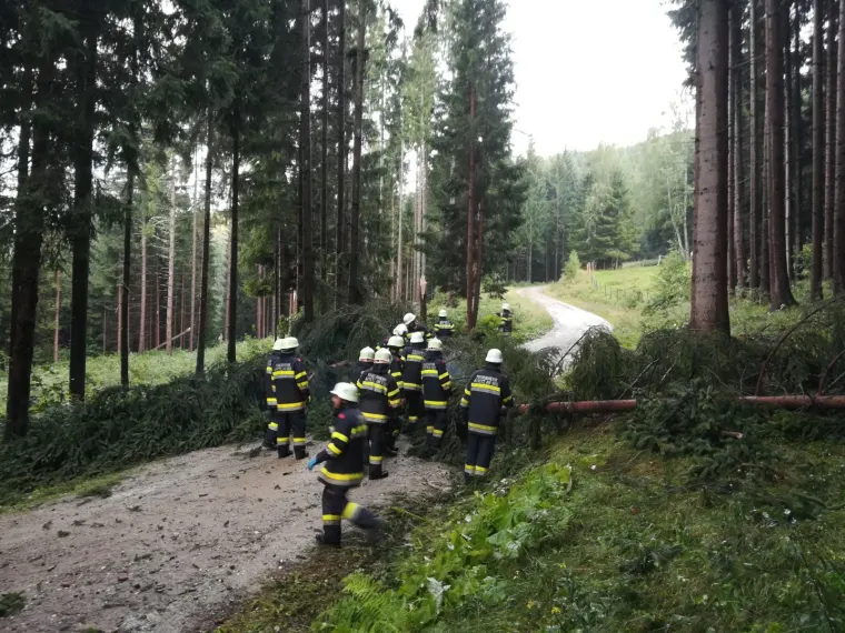 Baum auf Fahrbahn 11