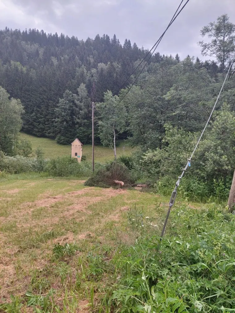 Baum auf Fahrbahn 6