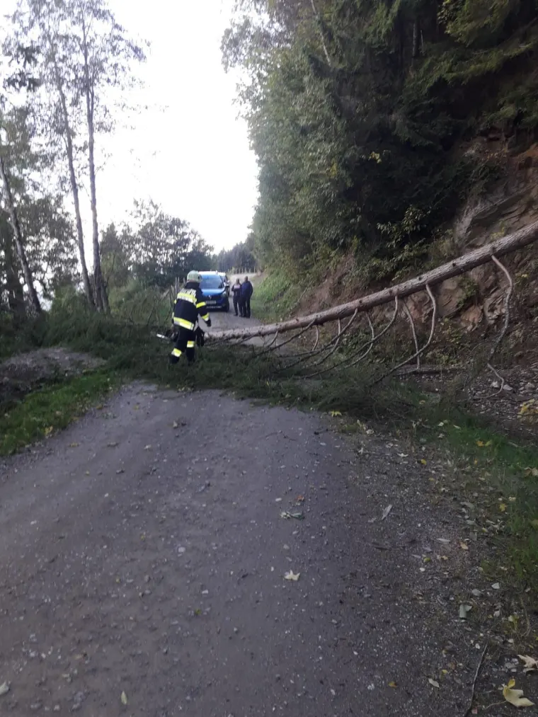 Baum auf Fahrbahn 4
