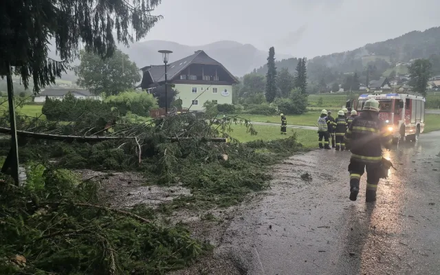 Baum auf Fahrbahn