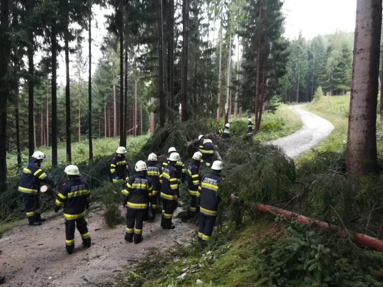 Baum auf Fahrbahn 9