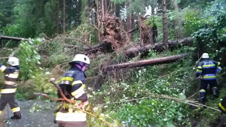 Baum auf Fahrbahn 5