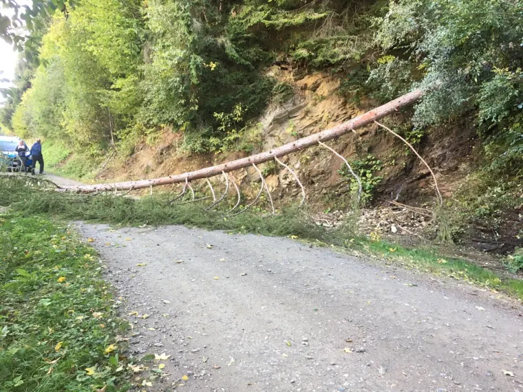Baum auf Fahrbahn 1