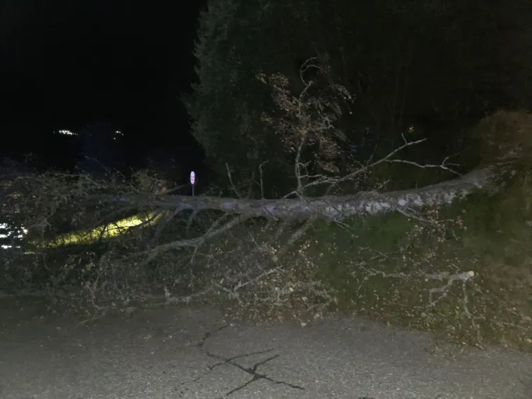 Baum auf Fahrbahn 2