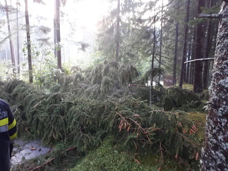 Baum auf Fahrbahn 3