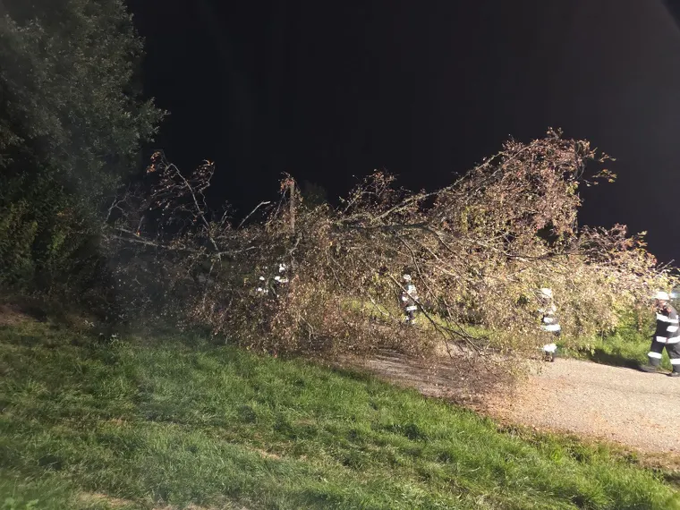 Baum auf Fahrbahn 4