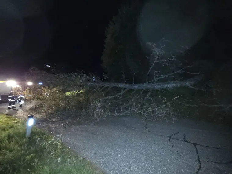 Baum auf Fahrbahn 3
