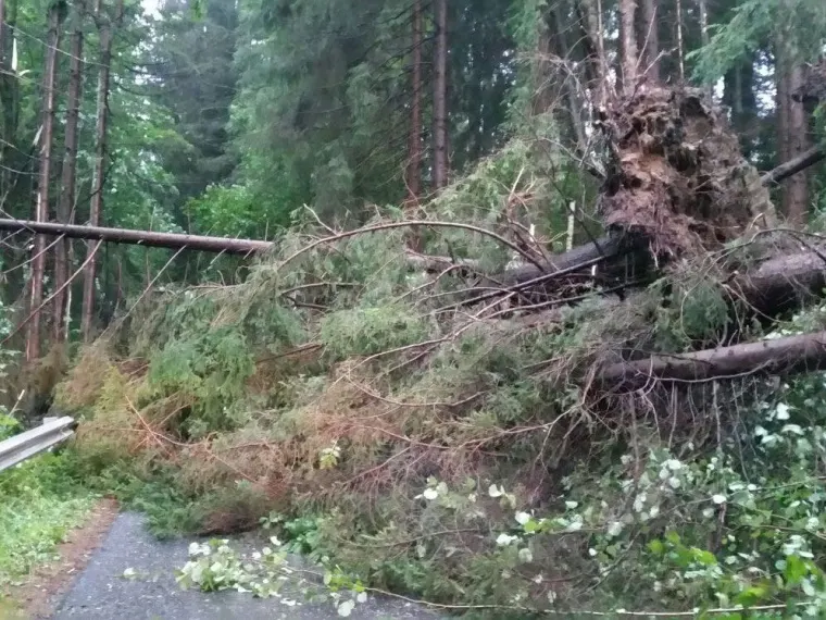 Baum auf Fahrbahn 4