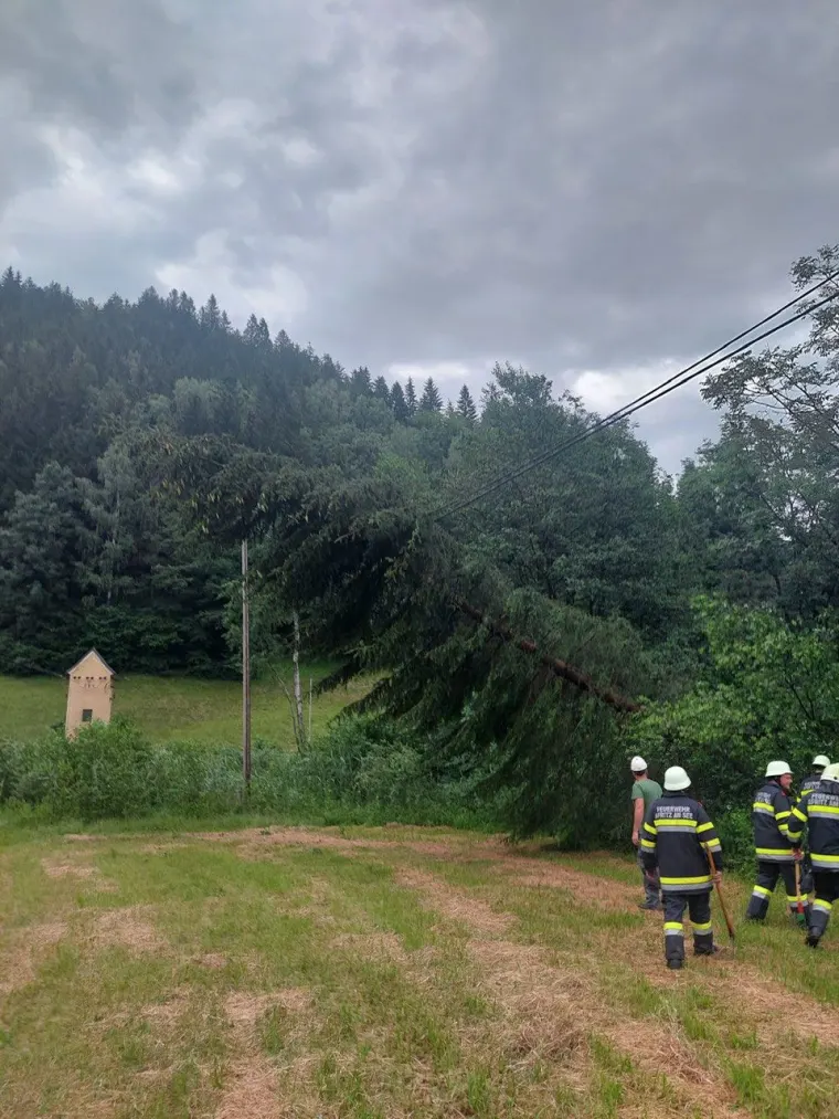 Baum auf Fahrbahn 4
