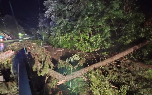 Baum auf Fahrbahn