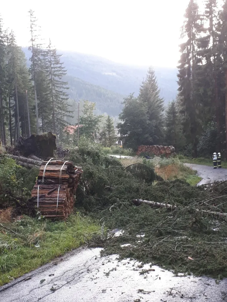 Baum auf Fahrbahn 4