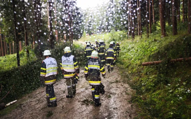 Baum auf Fahrbahn
