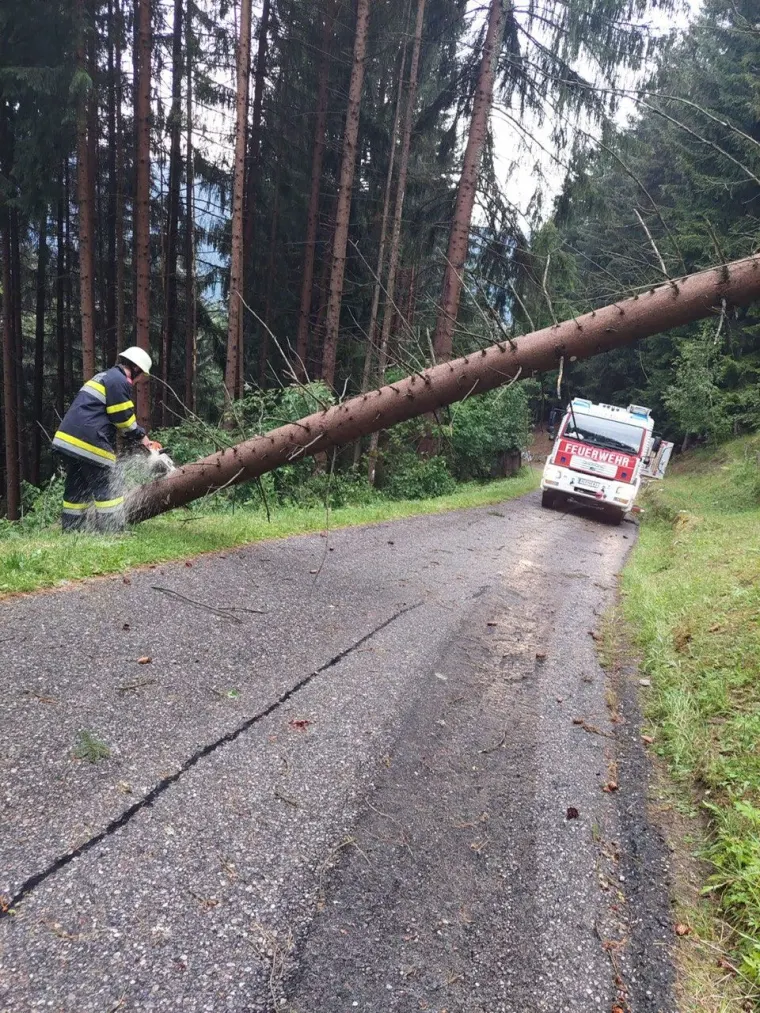 Baum auf Fahrbahn 7