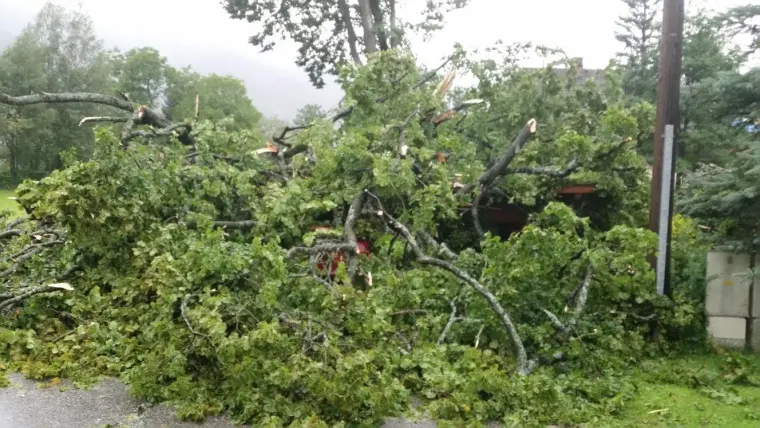 Baum auf Fahrbahn 14