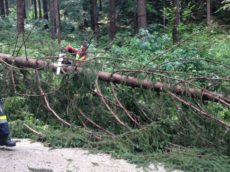 Baum auf Fahrbahn 5