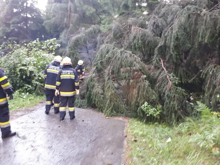 Baum auf Fahrbahn 6