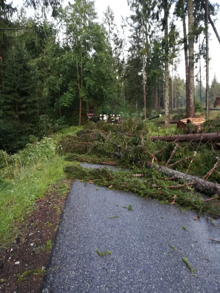 Baum auf Fahrbahn 7